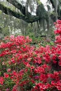 官道凶猛苏莉陈放