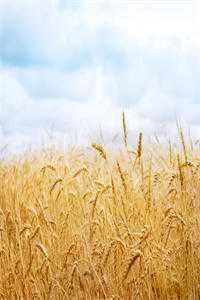 完美伴侣周豪佳佳完结版小说