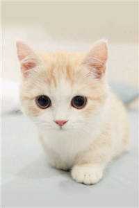 向云鹿段临舟写的小说刻舟于逆流之河