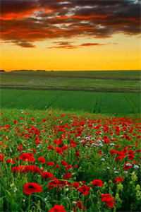 万人嫌假少爷被辱后，他成了顶级豪门苏景川江蕊小说