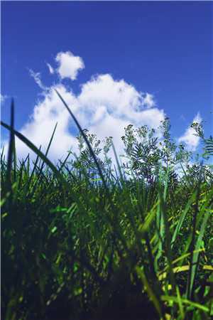 被假千金取消位置后我杀疯了沈悦琳顾蕴清全章节小说