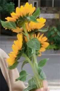 闻君有两意by叶疏芙蕖