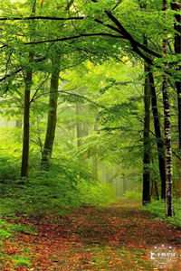 爱葬初冬，雪落无痕温慈临川全章节小说