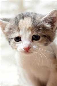 憨妻萌宝：厉少难招架